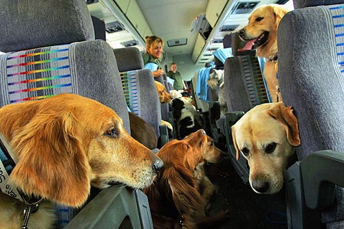 Ελεύθερη πλέον η μεταφορά ζώων με ΚΤΕΛ εντός του χώρου επιβατών