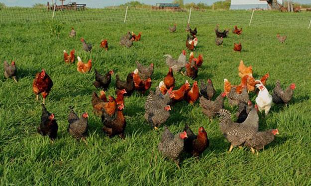 Ολλανδία: Οι αρχές απαγόρευσαν την εκτροφή πτηνών στο ύπαιθρο και την επαφή με πουλιά, λόγω της γρίπης των πτηνών