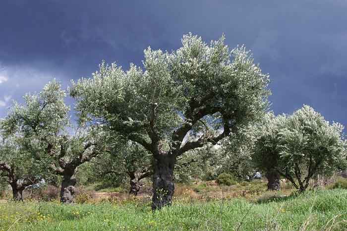 ΚΕΠΑ – Δωρεάν διάθεση ελαιοδένδρων από την “Hellenic Plants”
