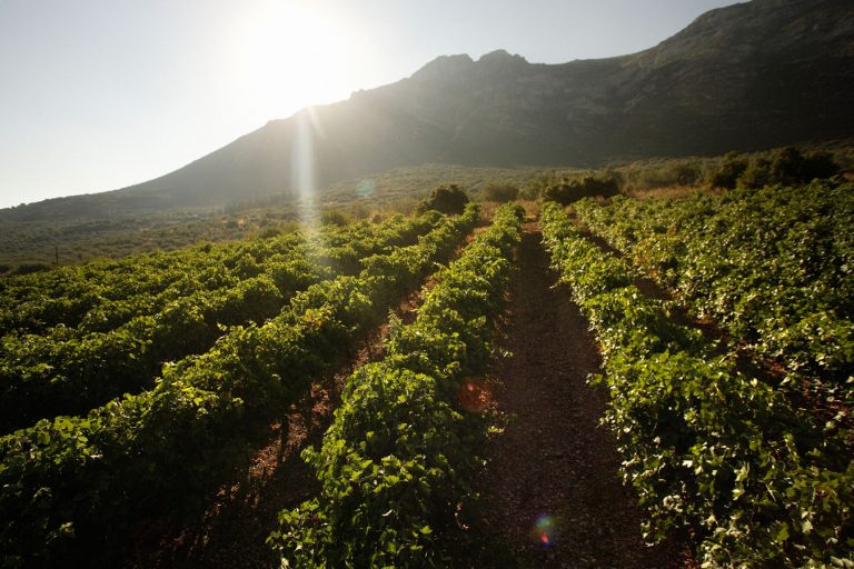 Peloponnese Wine Festival – Γνωριμία Με Τους Αμπελώνες Της Πελοποννήσου