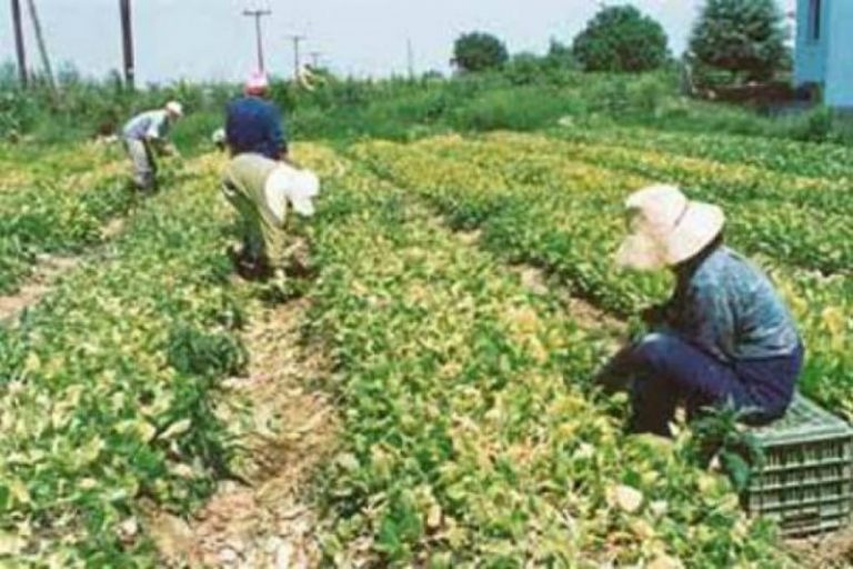 Παράταση οριστικοποίησης ηλεκτρονικών αιτήσεων για νέους γεωργούς