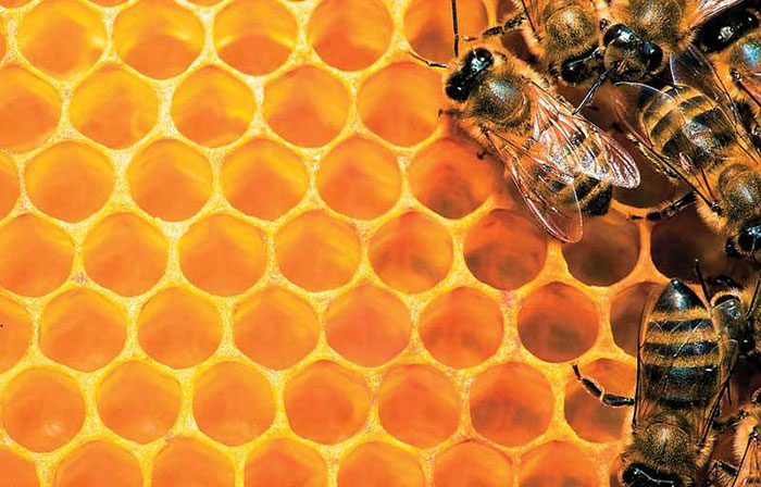 20 Μαΐου – Παγκόσμια Ημέρα Μέλισσας