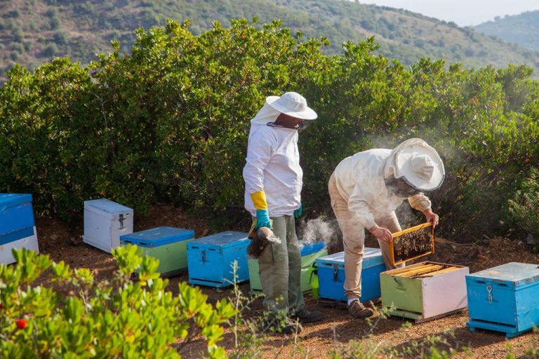 Ενημέρωση δράσεων για τους μελισσοκόμους από την Περιφέρεια