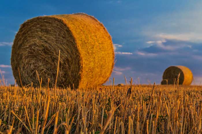Το μέλλον της γεωργίας και των τροφίμων – για μια ευέλικτη, δίκαιη και βιώσιμη Κοινή Γεωργική Πολιτική