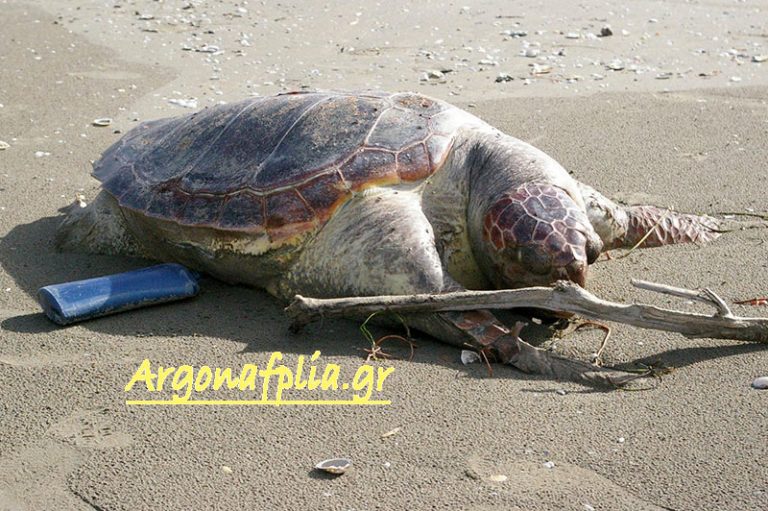 Θλιβερό ρεκόρ για την χώρα μας με περισσότερες από 700 νεκρές θαλάσσιες χελώνες το 2020