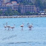 flamingo_nafplio-0