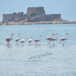 flamingo_nafplio-1