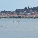 flamingo_nafplio-10