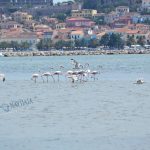 flamingo_nafplio-11