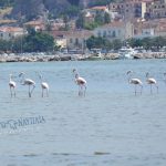 flamingo_nafplio-12