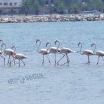 flamingo_nafplio-15