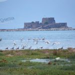 flamingo_nafplio-17