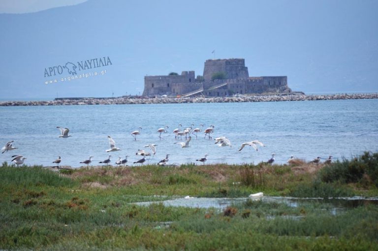 Γιατί οι παραλίες της χώρας γέμισαν με φλαμίνγκο – Τι να κάνετε αν βρεθείτε κοντά τους