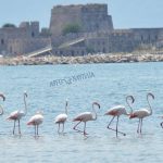 flamingo_nafplio-2