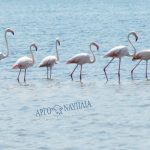 flamingo_nafplio-3