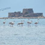 flamingo_nafplio-4