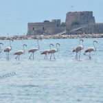 flamingo_nafplio-5