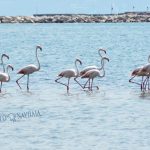 flamingo_nafplio-6