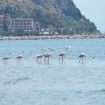 flamingo_nafplio-7