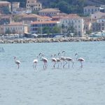 flamingo_nafplio-8