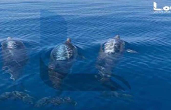 Τα δελφίνια αγαπούν το Λουτράκι – Ενα φανταστικό βίντεο στον Κόλπο των Αλκυoνίδων νήσων