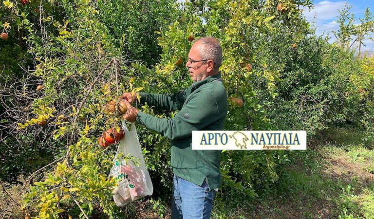 Στο έλεος του Θεού οι αγρότες της Αργολίδας που καλλιεργούν ροδιές (βίντεο)