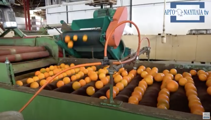 Μείωση της εξαγωγής του πορτοκαλιού στην Αργολίδα (βίντεο)