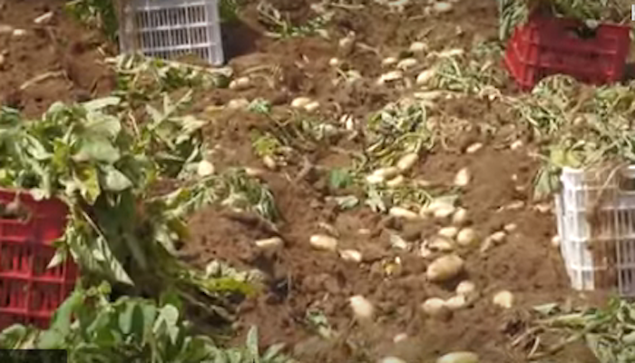 Ξεκίνησε η συγκομιδή ανοιξιάτικης πατάτας σε Καλαμάτα με καλή παραγωγή αλλά χαμηλές τιμές (video)
