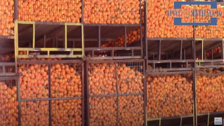 Η πτώση στην τιμή του πορτοκαλιού στις εξαγωγές και την χυμοποίεια (βίντεο)