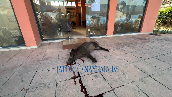 Άργος: Πέταξαν σκοτωμένο αγριογούρουνο για αντίποινα έξω από τα γραφεία του Κυνηγετικού Συλλόγου (βίντεο)