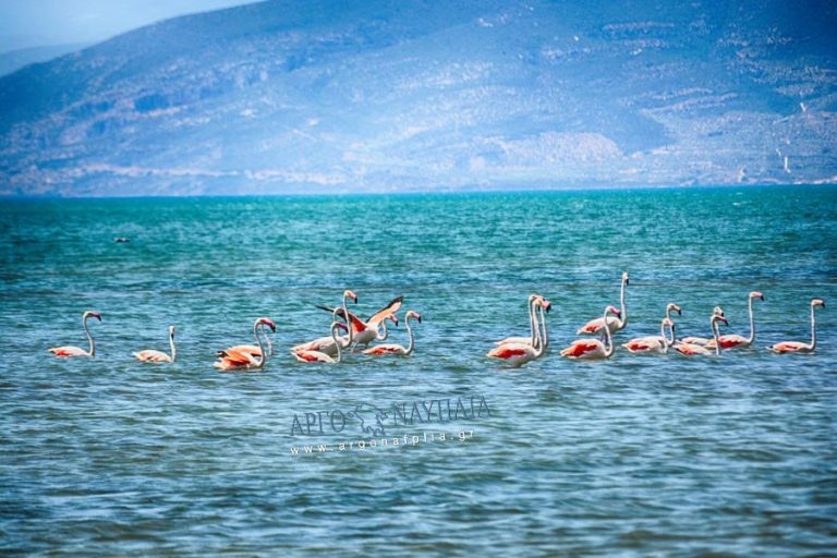 Υπέροχες εικόνες από φλαμίνγκο στον υδροβιότοπο Ναυπλίου – Ν. Κίου  (φωτο βίντεο)